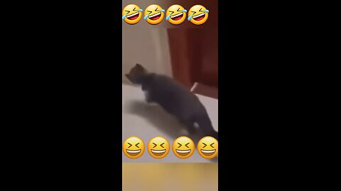 Cat See Home fight reaction