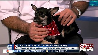 Ask Dr. Joe: Buffy the Chihuahua mix