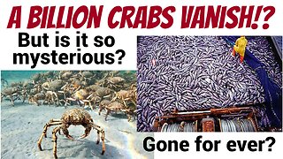 A billion crabs gone missing?! Surprise surprise surprise.