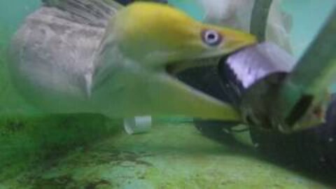 Moray eel's second jaw is visible as it swallows mackerel