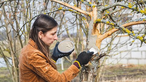 TRYING to SAVE this Apple Tree that Goats Destroyed