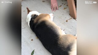 Cette chienne a une façon adorable de réclamer des caresses