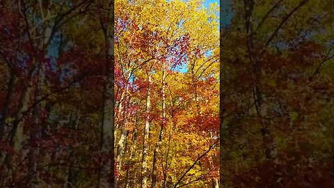 Fall leaves in Georgia Amicalola falls Appalachian trail