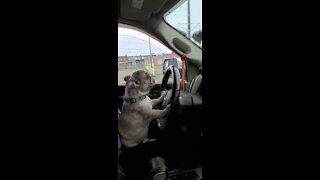 French Bulldog Puppy Driving To Work, Ears Straight Back
