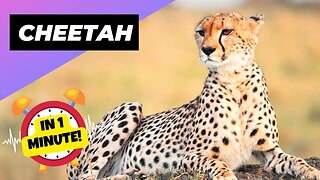 Cheetah - In 1 Minute! 🐆 One Of The Worst Mothers In The Animal Kingdom | 1 Minute Animals