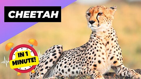 Cheetah - In 1 Minute! 🐆 One Of The Worst Mothers In The Animal Kingdom | 1 Minute Animals