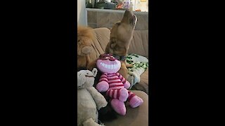 Howling dog sings his heart out after receiving new toys