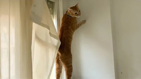 Caught Cat Destroying Curtain [Pretends Like Nothing Happened] 😹🙀😼