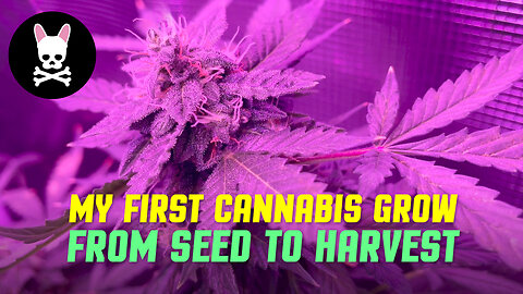 My Complete First Cannabis Grow - Seed Germination to Harvest - AK-47 Auto & Magic Melon Autoflower
