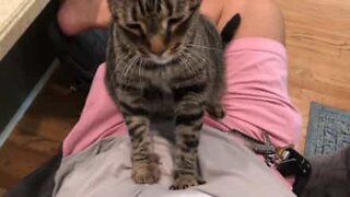 Cat gives massages to people in vet waiting room