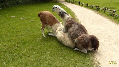 Sexual endeavours within the herd of llamas at rheine Naturzoo