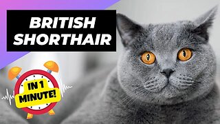 British Shorthair - In 1 Minute! 🐱 One Of The Most Expensive Cat Breeds In The World