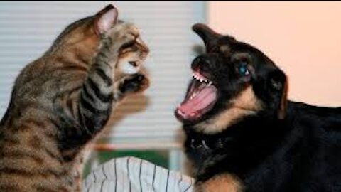 Best Funny Dogs & Cats moments