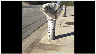 Australian Shepherd loves to parkour during walks