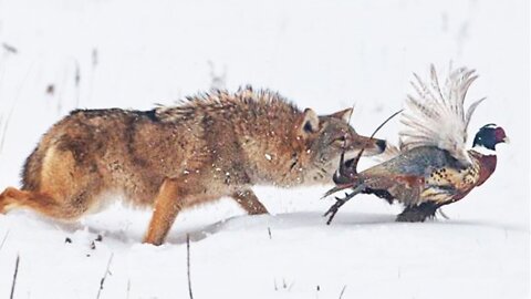 Amazing Moments Off Coyotes Hunting In The Wild