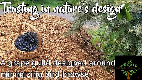 Trusting in nature's design - a grape guild that solves bird browse.
