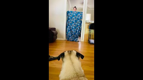 Pug’s mind totally blown over owner's disappearing act