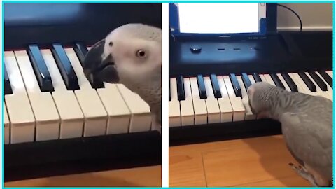 African grey Parrot playing a tune on the piano