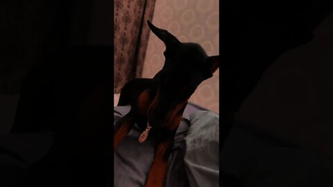 #shorts Смешные Собаки Из Тик Тока 177 Funny Dogs From Tiktok