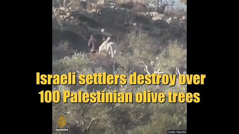 Israeli settlers destroy over 100 Palestinian olive trees