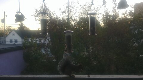 Sammy the Squirrel Gets the Last Peanut !!