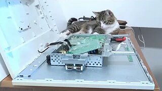 Cat Reaction to Technology - This Curious Cat Helps His Human Repair Electronic Devices