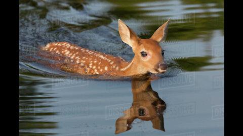 Baby deer fawn swims to boat