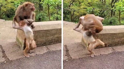 Funny Monkeys Play or Fight