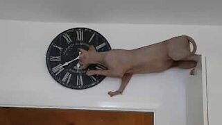Sphynx cat plays with wall clock