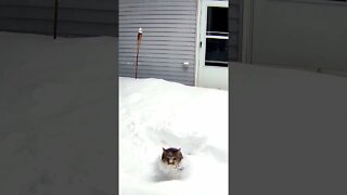 Snow Cat