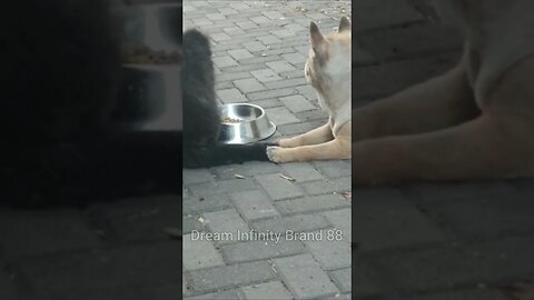 Chow chow Standoff!