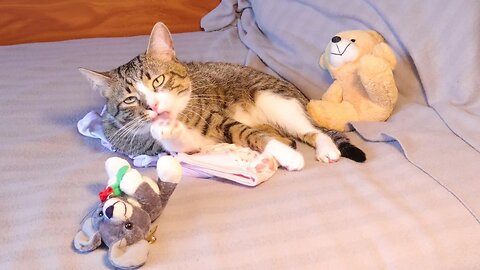 Nothing Can Bother a Bathing Cat