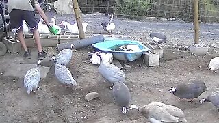 Farm surveillance of birds - Guinea fowl and Geese!