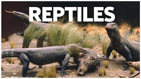 10 INTERESTING FACTS ABOUT REPTILES