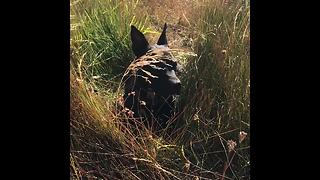 Ecstatic Dog Is Thrilled To Play In An Open Meadow