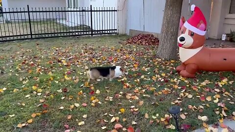 Corgis Don't Like Their Christmas Twin