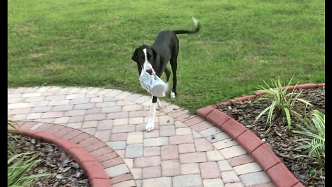 Great Dane Puppy Proudly Completes First Package Delivery