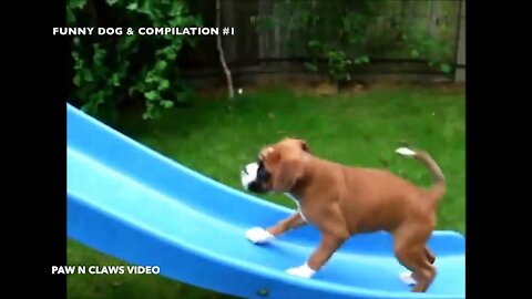 Dog Funny Video || THE FUNNIEST DOG AND PUPPY VIDEOS COMPILATION