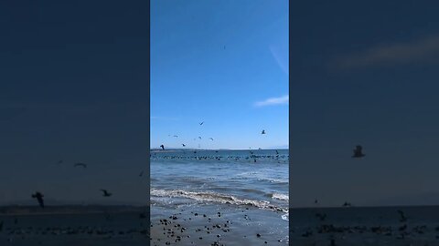 Happy Sea Birds