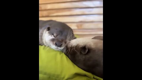 Cute Funny Sea Otter-41