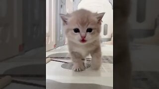 CAT VIDEO