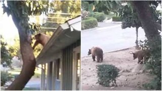 Bear cub climbs onto roof to eat avocados