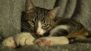 Cute Cat Sleeps on His Paws