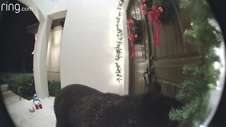 VIDEO: Bear rings doorbell at home in Florida