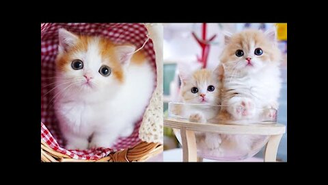 Baby Cats - Cute and Funny Cat Videos Compilation