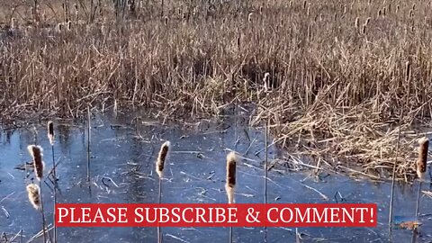 Walking the Reeds