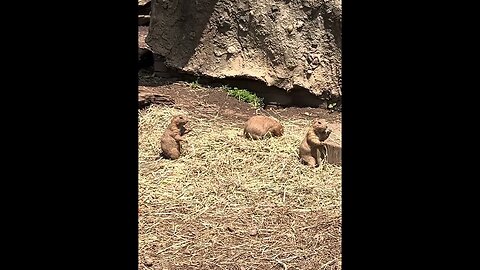 Prairie Dogs Are Cute! #animals #prairiedogs #turtlebackzoo