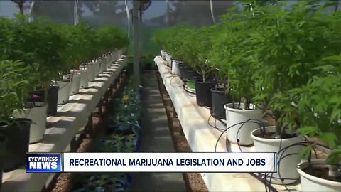 Possible jobs with legalization of marijuana
