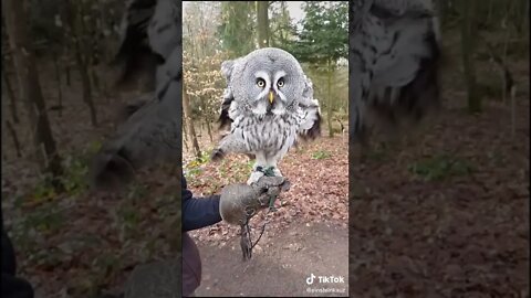 Amazing Owl flying slow motion #shorts Funny Videos