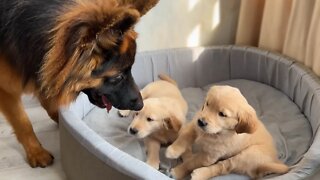 Cute German Shepherd Babysits Puppies